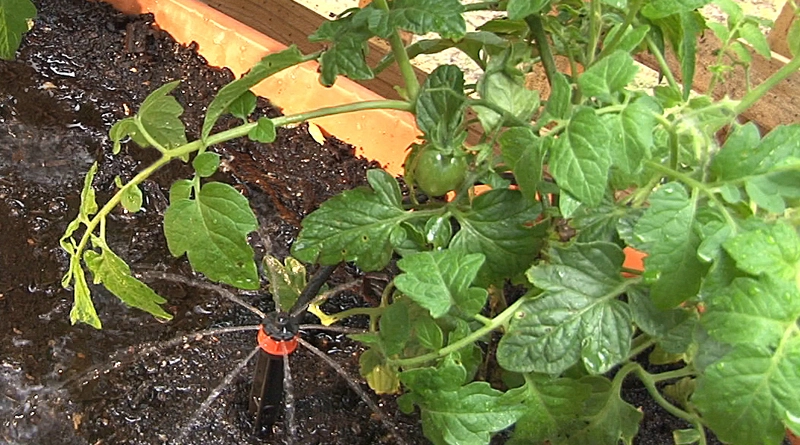 Shrubbler® PC watering Tomatoes
