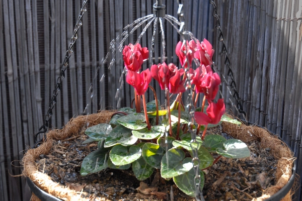 Shrubbler® in Hanging Pot